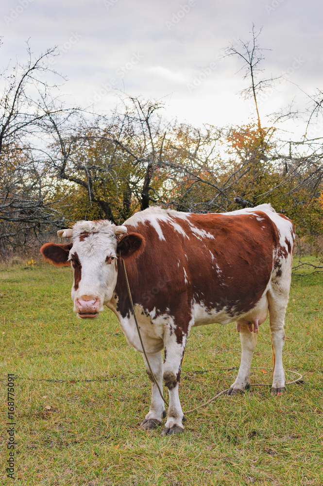 White cow with brown spots eating grass in an autumn garden.