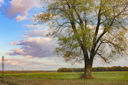 Green Poplar Tree in early autumn against the background of agricultural fields