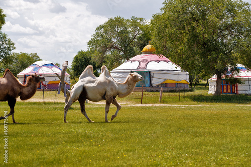 Photography Double hump camels (Bactrian Camels) in grassland of Mongolia are in danger