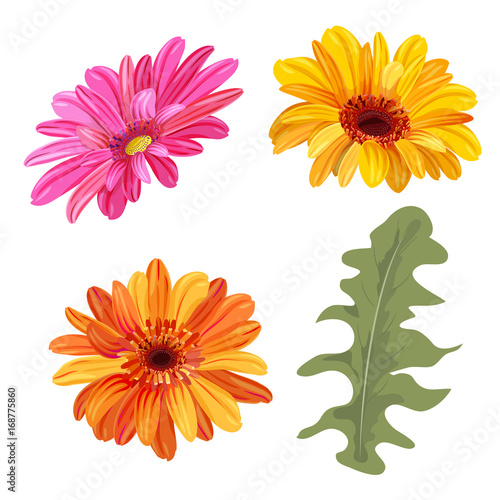Set of Gerbera daisy  orange  red  yellow flowers and green leaves on white background  digital draw  botanical illustration in watercolor style for design  vector