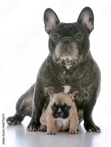 mother and daughter french bulldogs