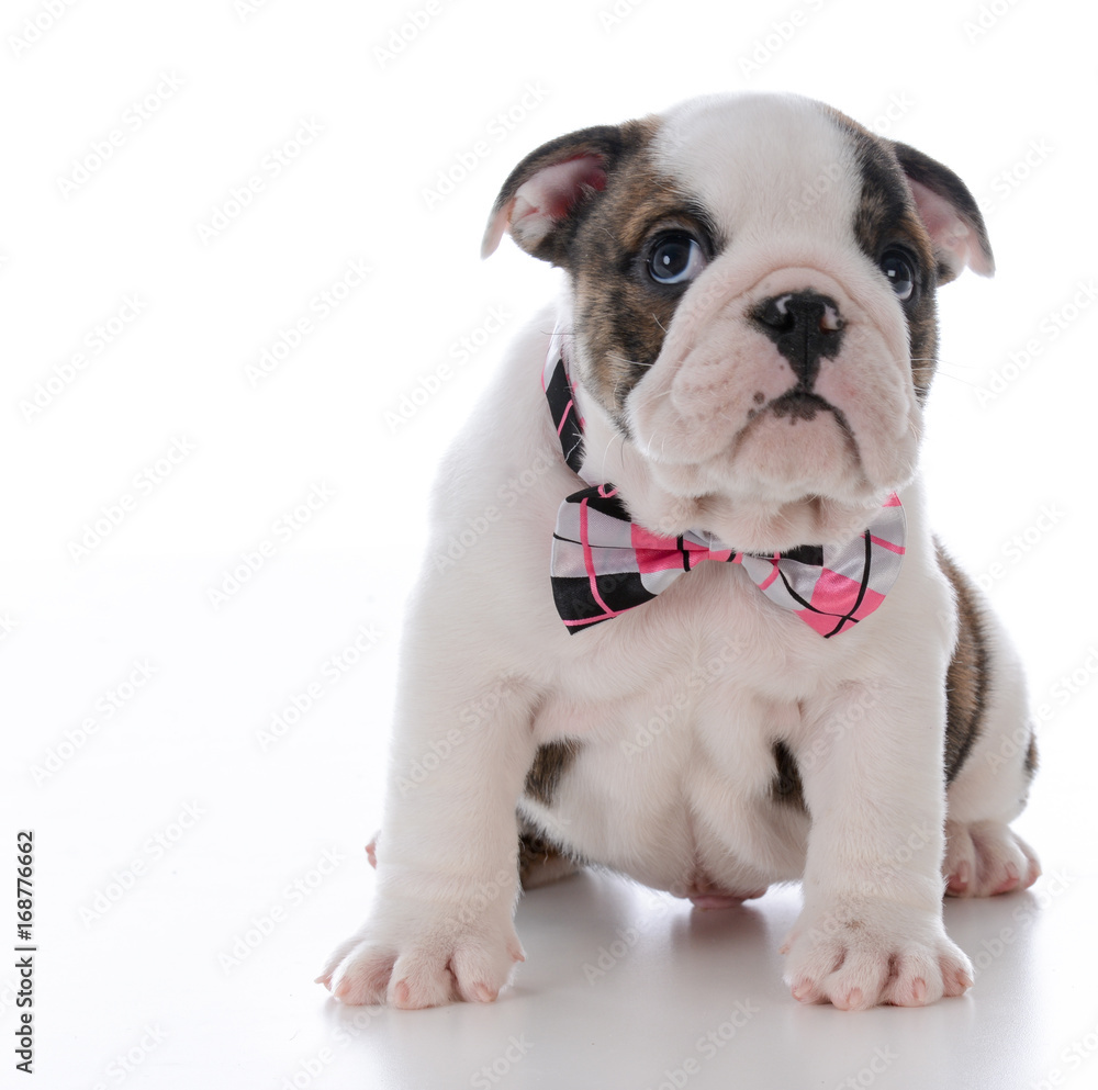 adorable male puppy