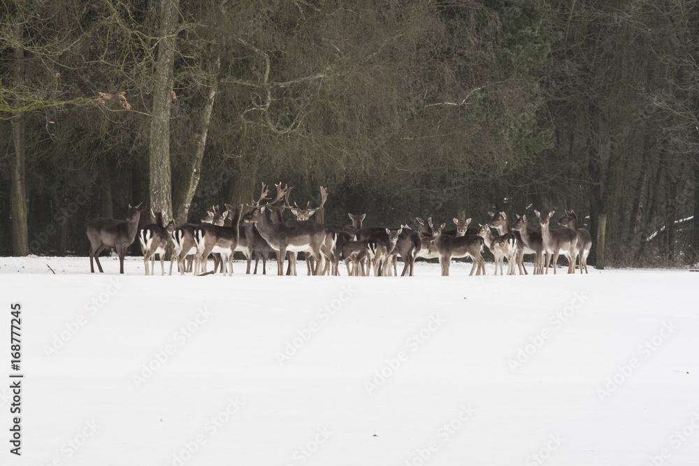 Deer in snow Deer in snow