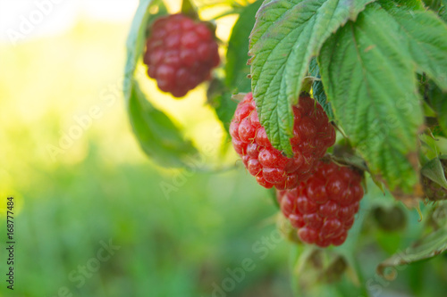 Three ripe raspberries grows in the garden