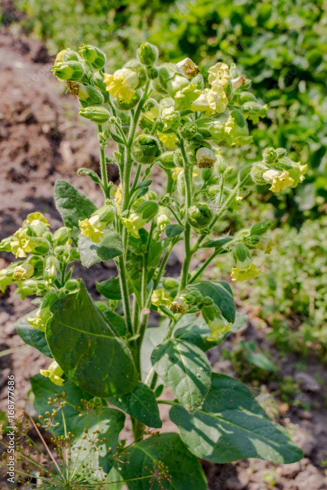Plant of tobacco with yellow flowers in the garden
Plant of tobacco with yellow flowers in the garden