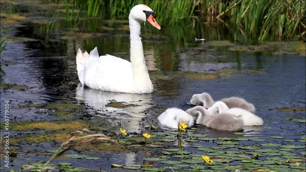 swan family searching feed in a small water ditch
swan family searching feed in a small water ditch