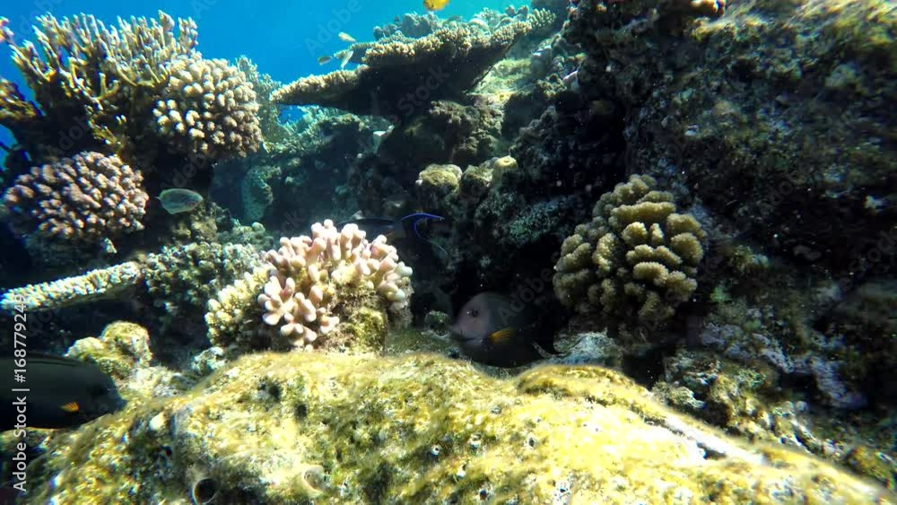 Diving. Tropical fish and coral reef. Underwater life in the ocean. Diving. Tropical fish and coral reef. Underwater life in the ocean.