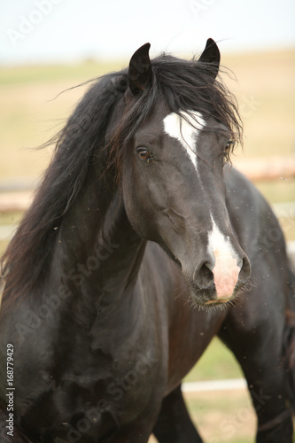 Amazing black stallion on pasturage