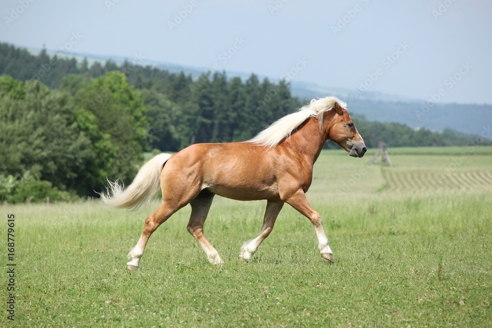 Amazing haflinger running on pasturage Amazing haflinger running on pasturage