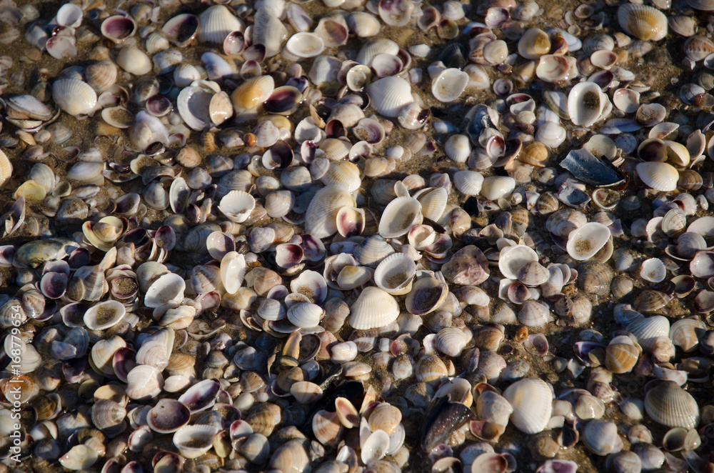 See shell See shell
