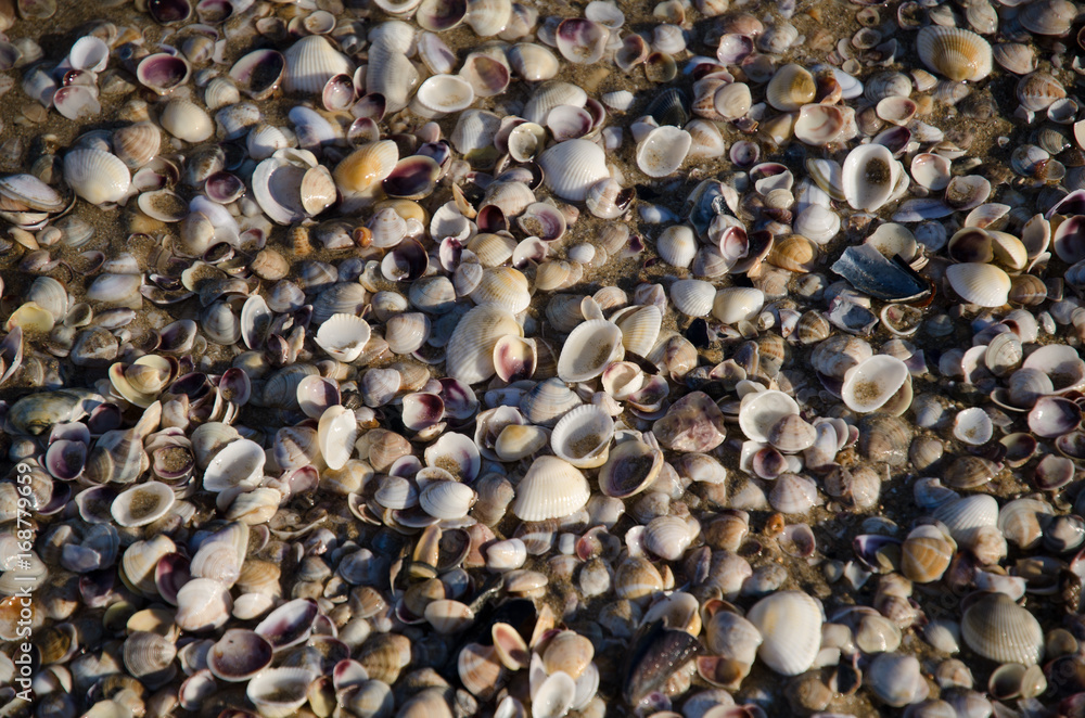 See shell See shell