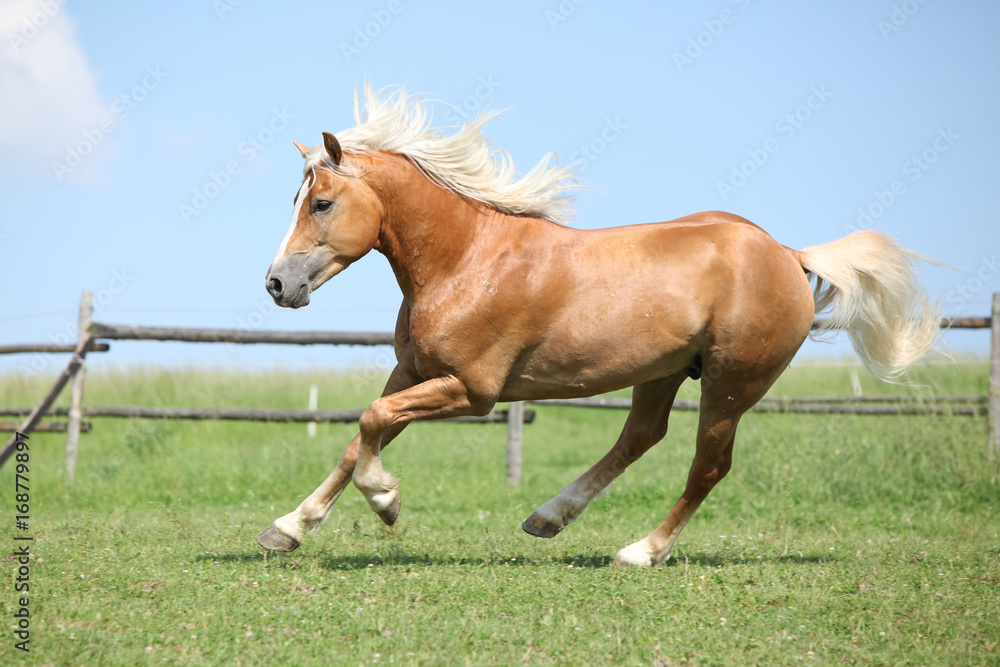 Amazing haflinger running on pasturage Amazing haflinger running on pasturage