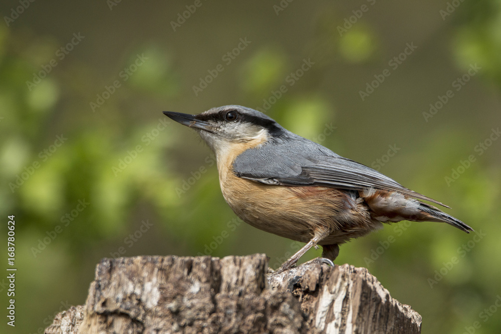 Nuthatch Nuthatch