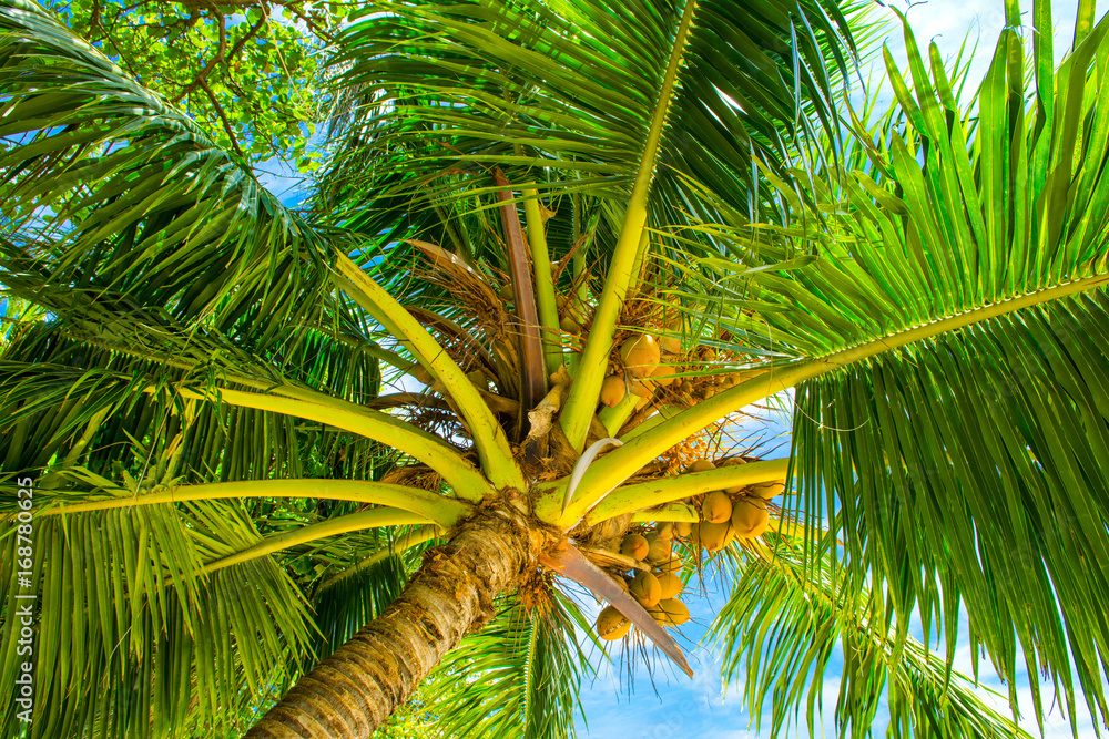 Palm trees with branches of coconut on the background of bright cloudless blue sky Palm trees with branches of coconut on the background of bright cloudless blue sky