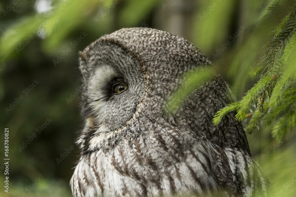 Fototapeta premium Great grey owl
