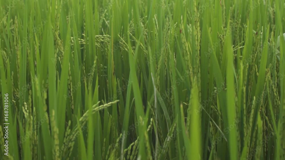 rice field in Vietnam
rice field in Vietnam