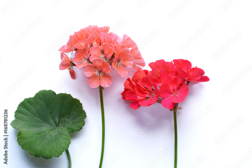 Pelargonium, garden geranium, zonal geranium Flowers on white (selective focus image) 