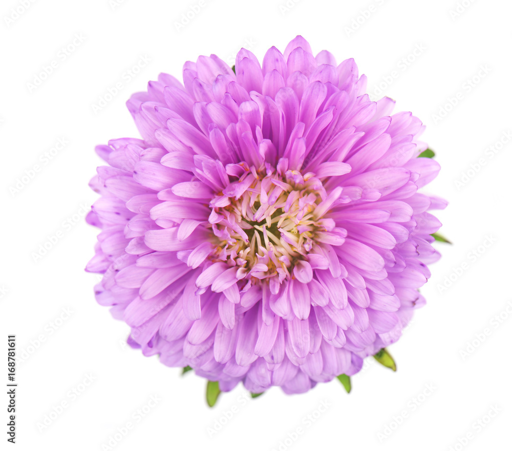 Purple aster flower isolated on white background. Close-up of violet aster