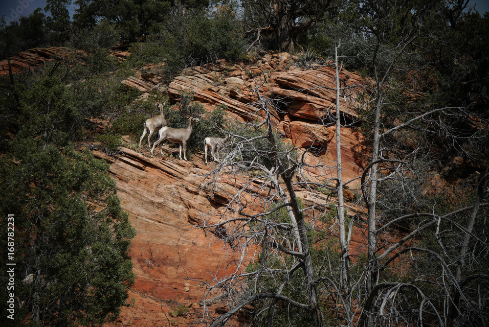 Big Horn Sheep Feeding
