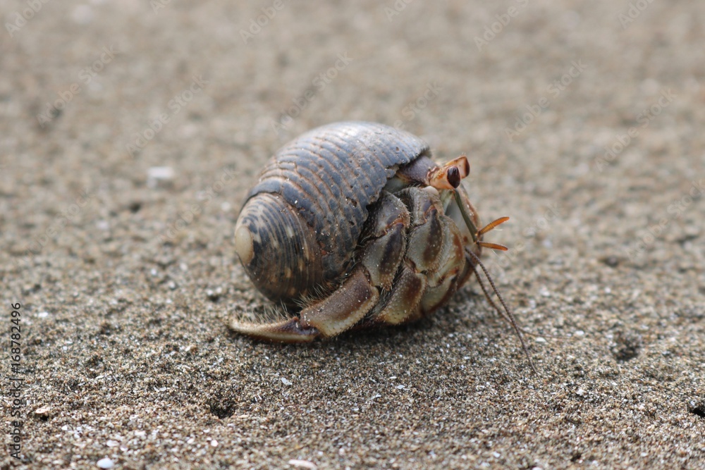 Close up of a hermit crab on a beach in Panama City