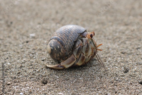 Close up of a hermit crab on a beach in Panama City