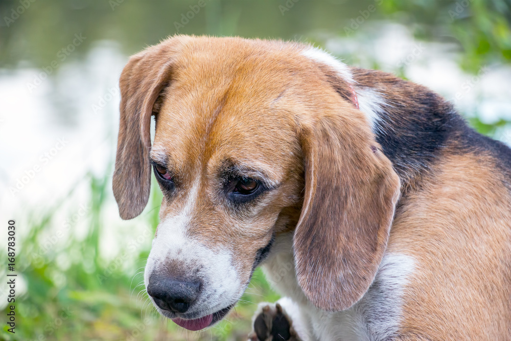 Portrait of a dog of the Beagle breed Portrait of a dog of the Beagle breed