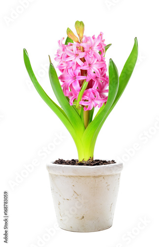 Pink hyacinth on white back...