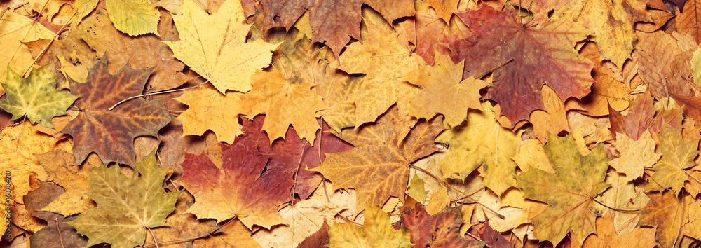 Colorful autumn background. Fallen leaves. Colorful autumn background. Fallen leaves.