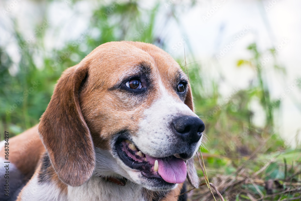 Portrait of a dog of the Beagle breed