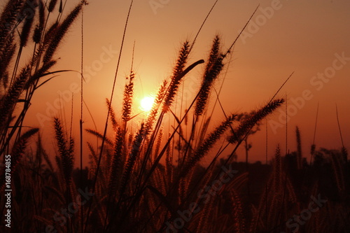 The nature grass flower in sunset before night and blur vintage background.