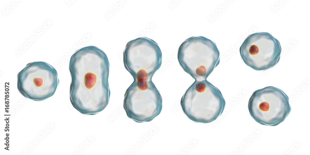 Division of a cell, mitosis concept, 3D illustration - obrazy, fototapety, plakaty 