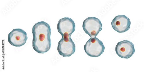 Wall Mural Division of a cell, mitosis concept, 3D illustration