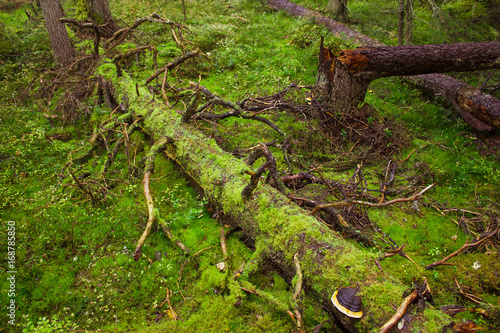 Thick green moss grows on logs in the forest.