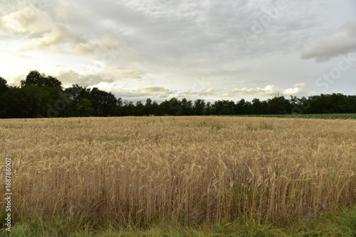 Champs de blé au crépuscule ,au plateau du Puy de Versac ,au Périgord Vert 