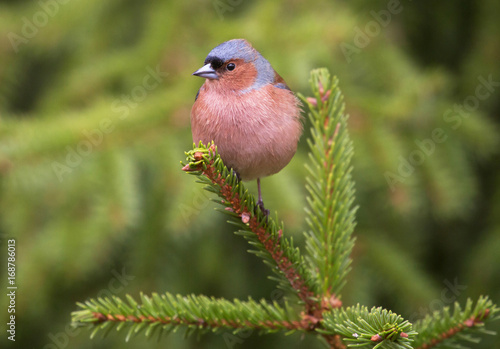 Common chaffinch (Fringilla coelebs).  male. photo