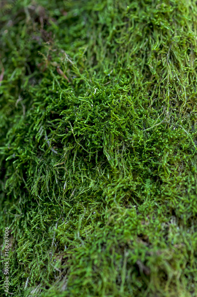 Close-up of green moss on a tree Close-up of green moss on a tree