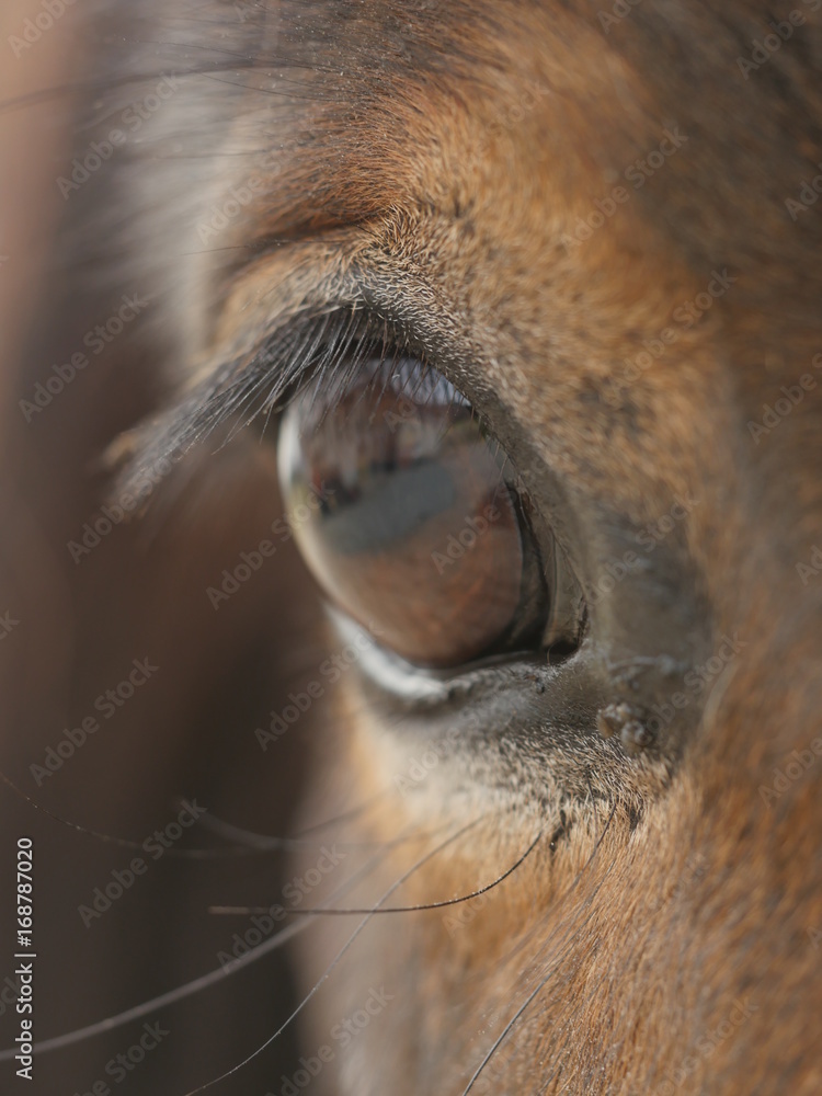 Close up of horse's eye