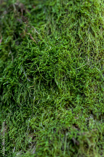 Close-up of green moss on a tree