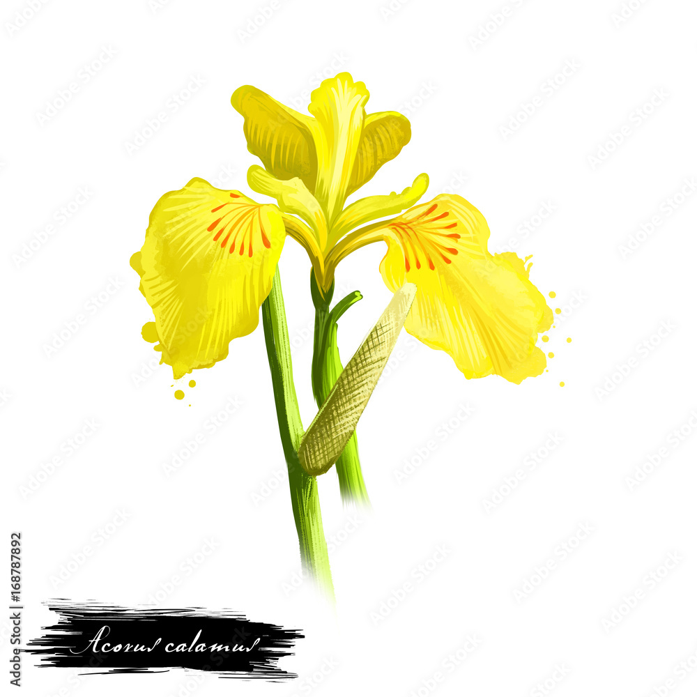 Ταπετσαρία Bach - Acorus calamus ayurvedic herb, flower