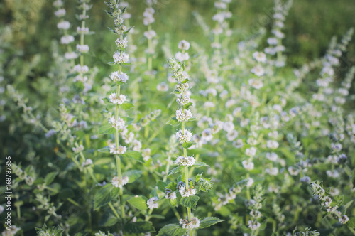 Cuadro en lienzo Melissa officinalis