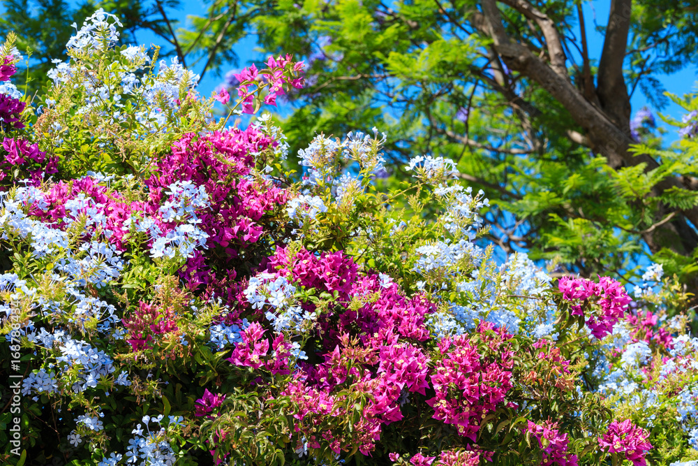 Bougainvillea tree and Phlox plant closeup.