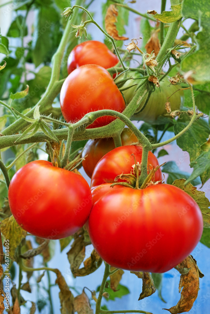 Red tomatoes in the greenhouse