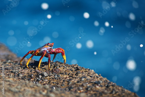 crab ocean photo