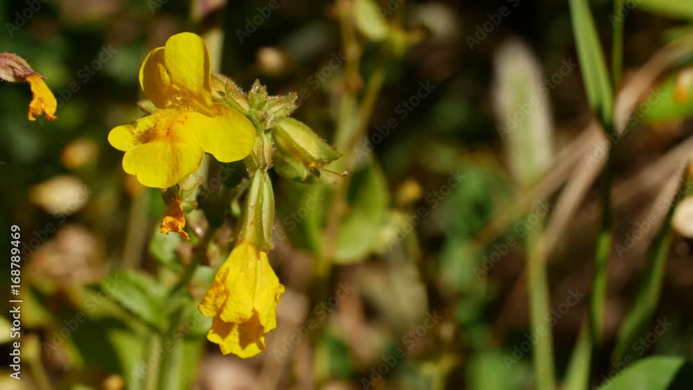 Honey Bee on Flowers