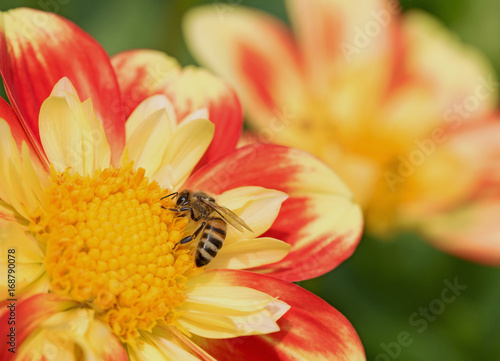 Fototapeta Naklejka Na Ścianę i Meble -  Dahlien, Blüten, Biene