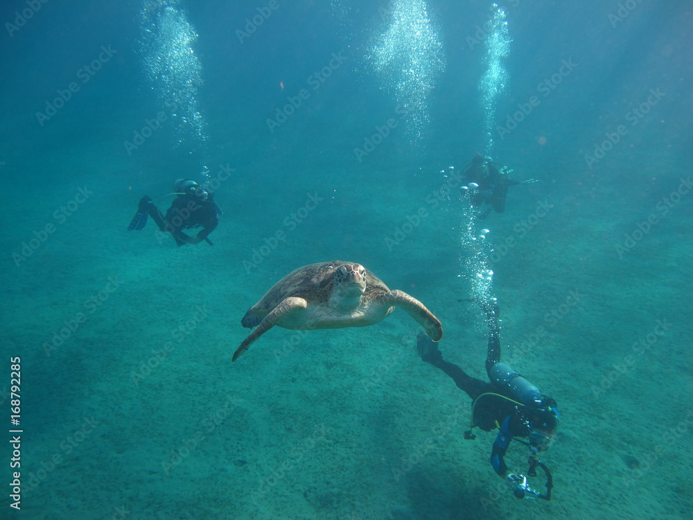 Fototapeta premium tortue marine