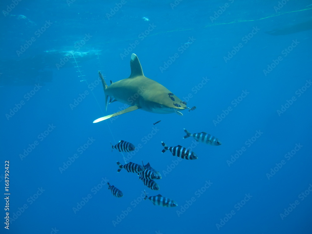 Fototapeta premium requin océanique longimanus