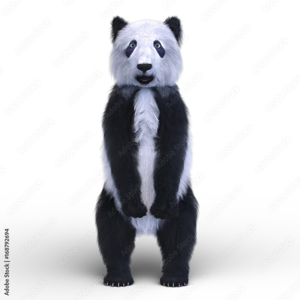 Fototapeta premium パンダ