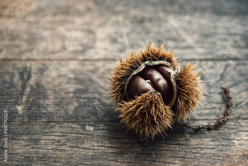 Food: sweet chestnut on white