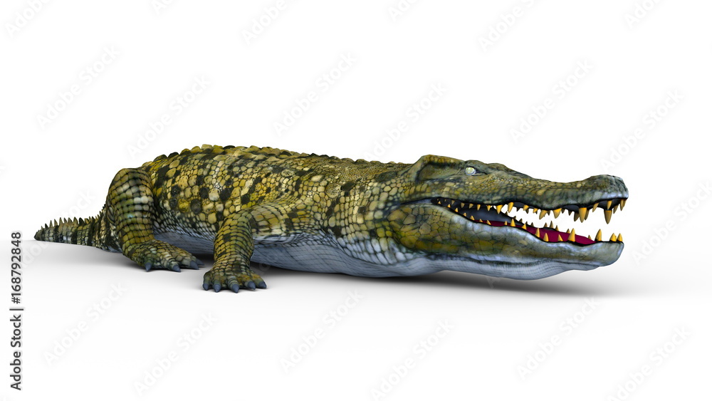 Naklejka premium ワニ